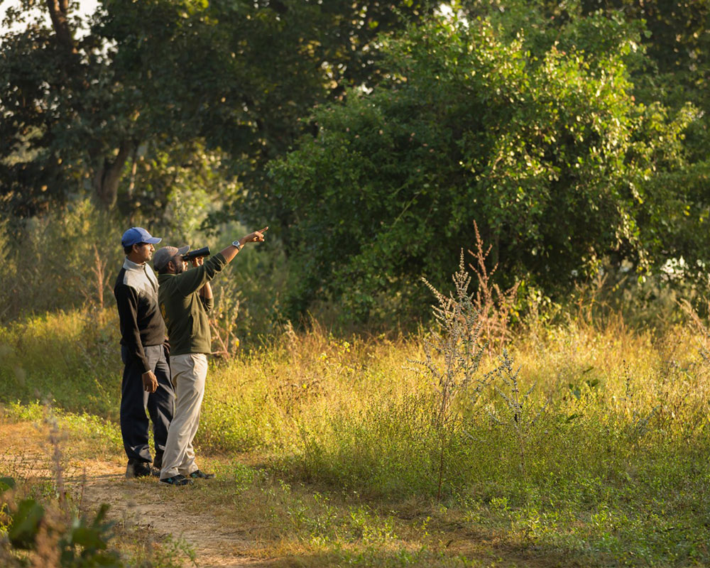 pench national park safari