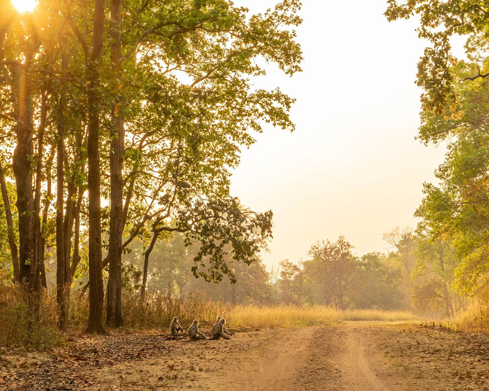 tiger reserve in madhya pradesh