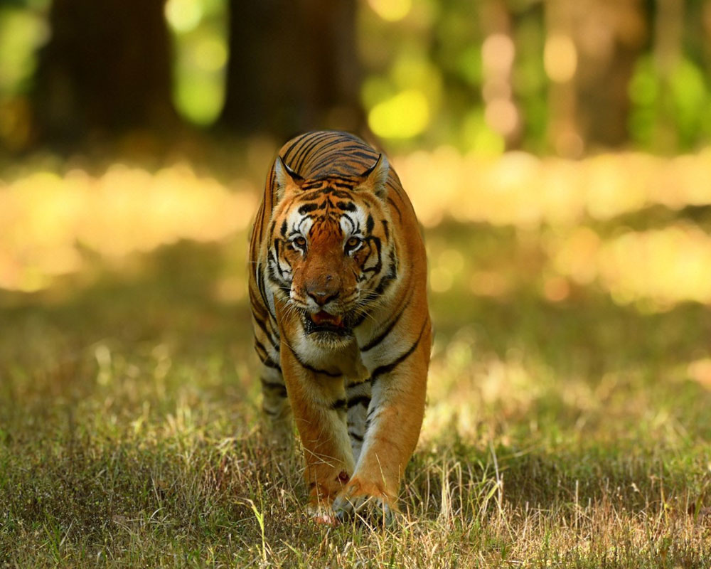 kanha tiger reserve tour