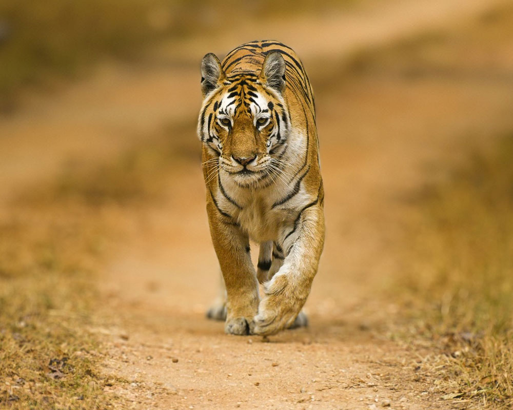 top 5 tiger safari in india