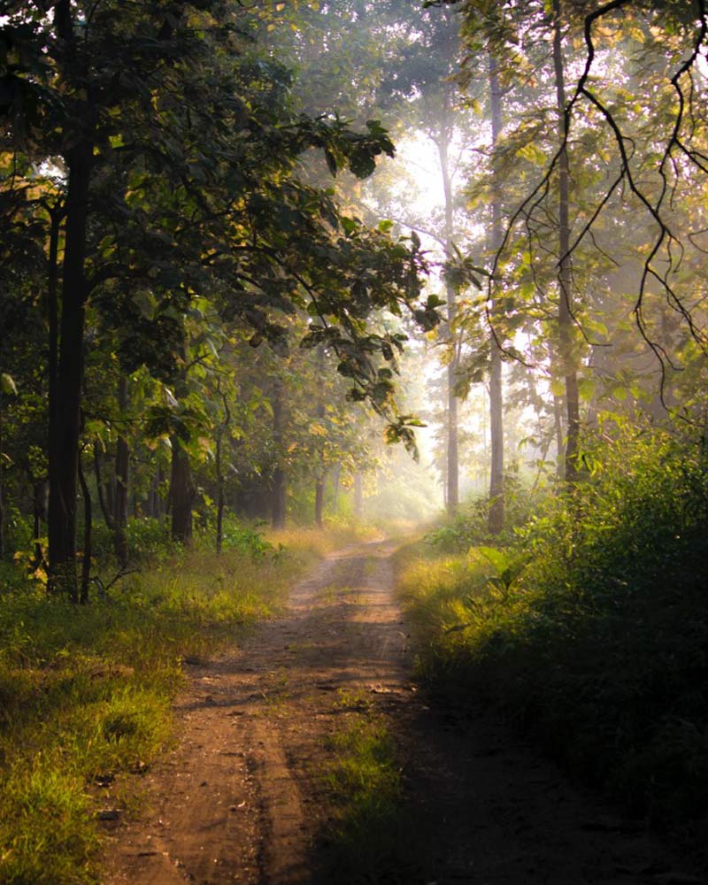 tadoba andhari tiger reserve