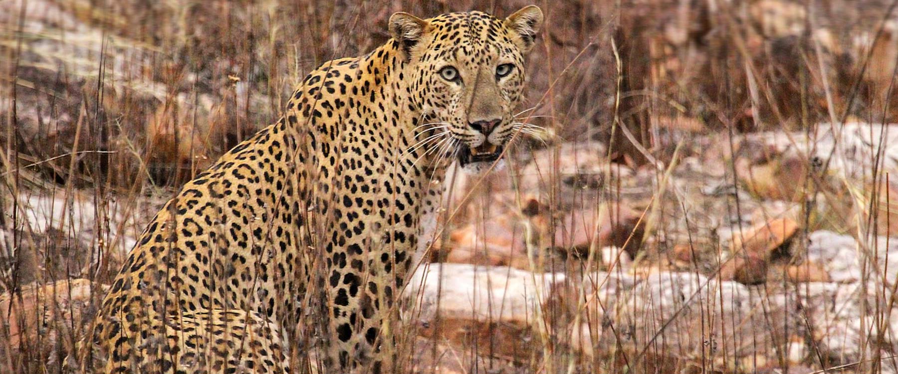 tiger reserve in maharashtra