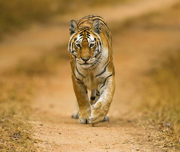 kanha wildlife sanctuary