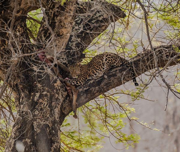 tadoba tiger reserve