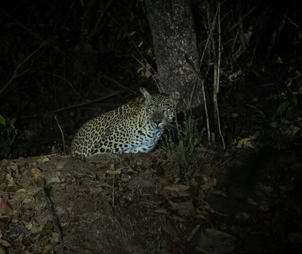 tadoba jungle tours