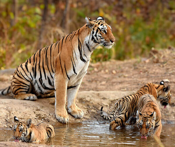 top 10 tiger safari in india