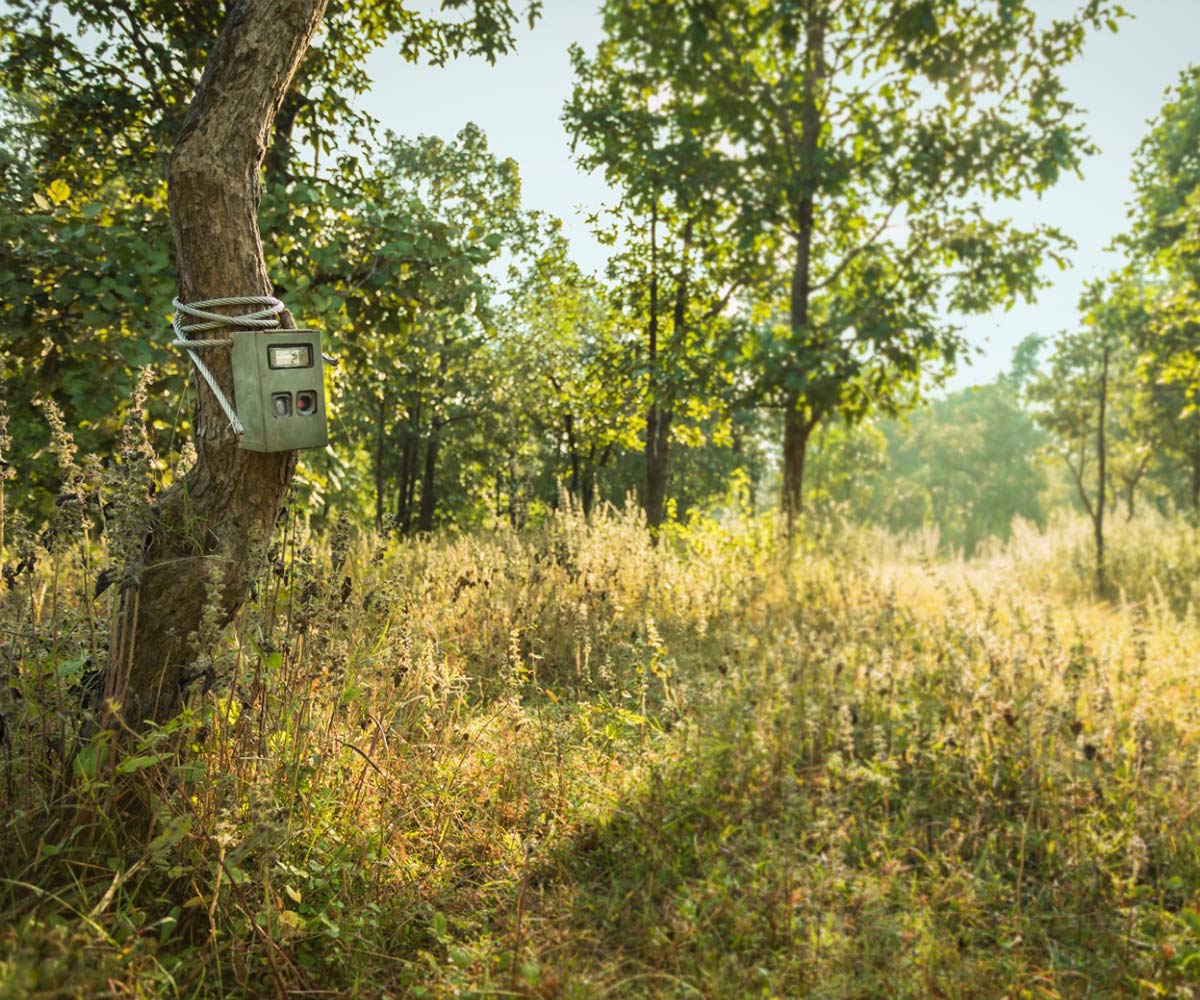 tiger reserve in maharashtra