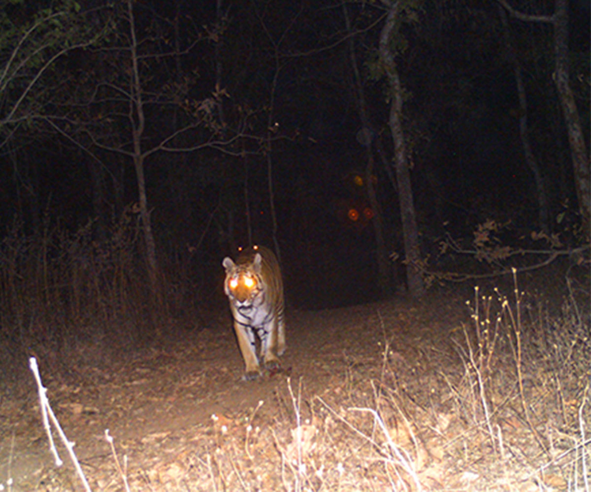 jungle safari in india