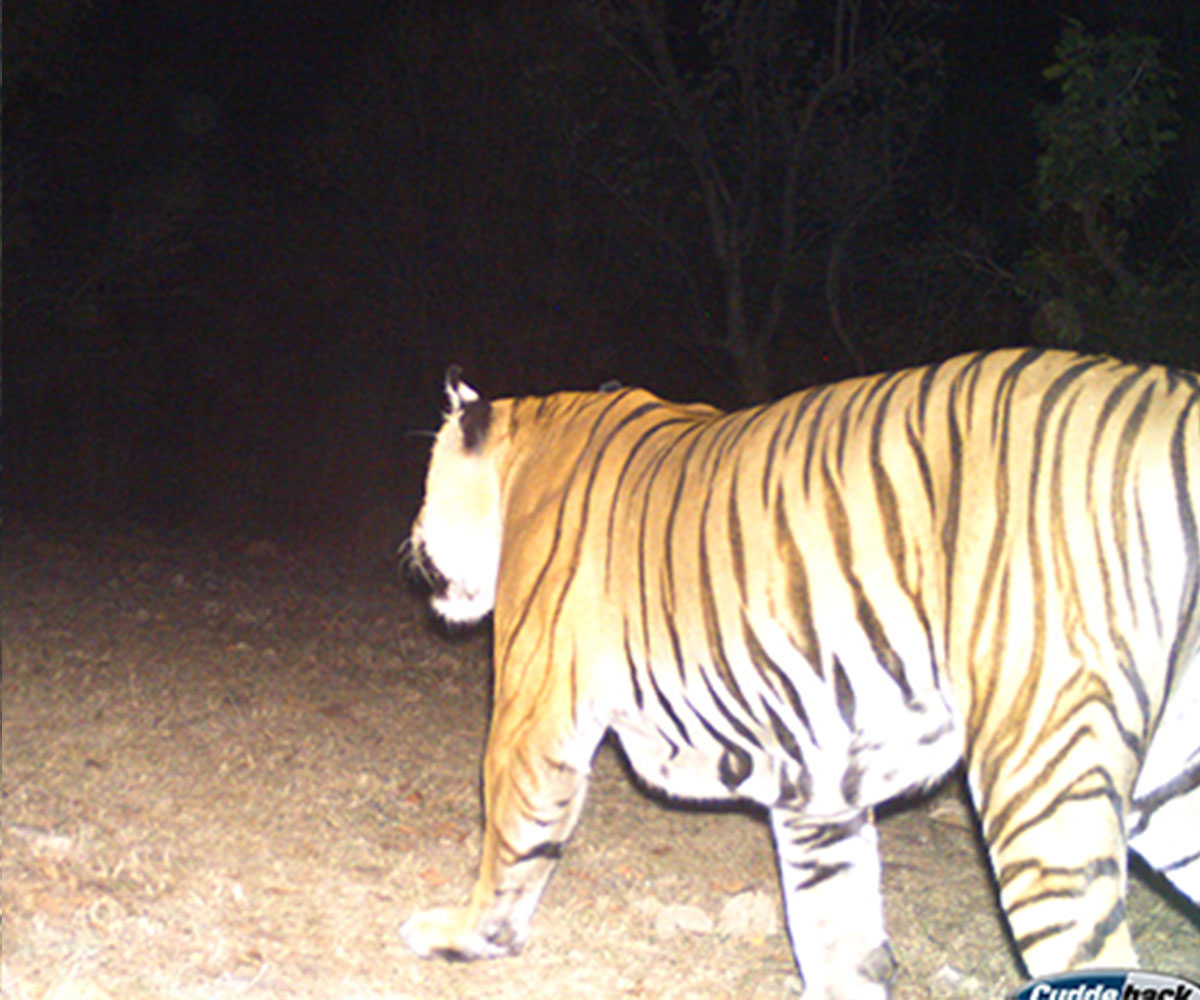 kanha wildlife sanctuary