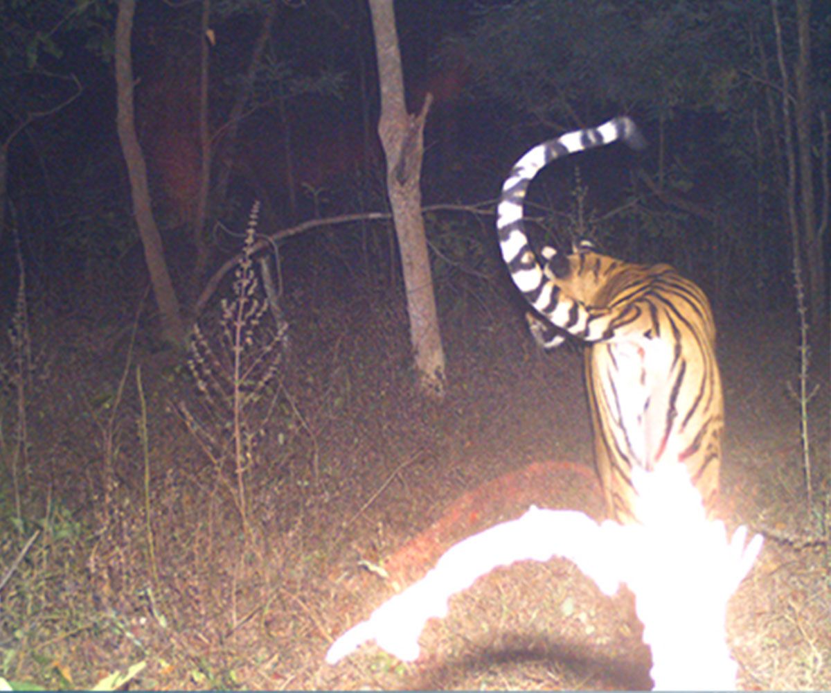 tadoba tiger reserve