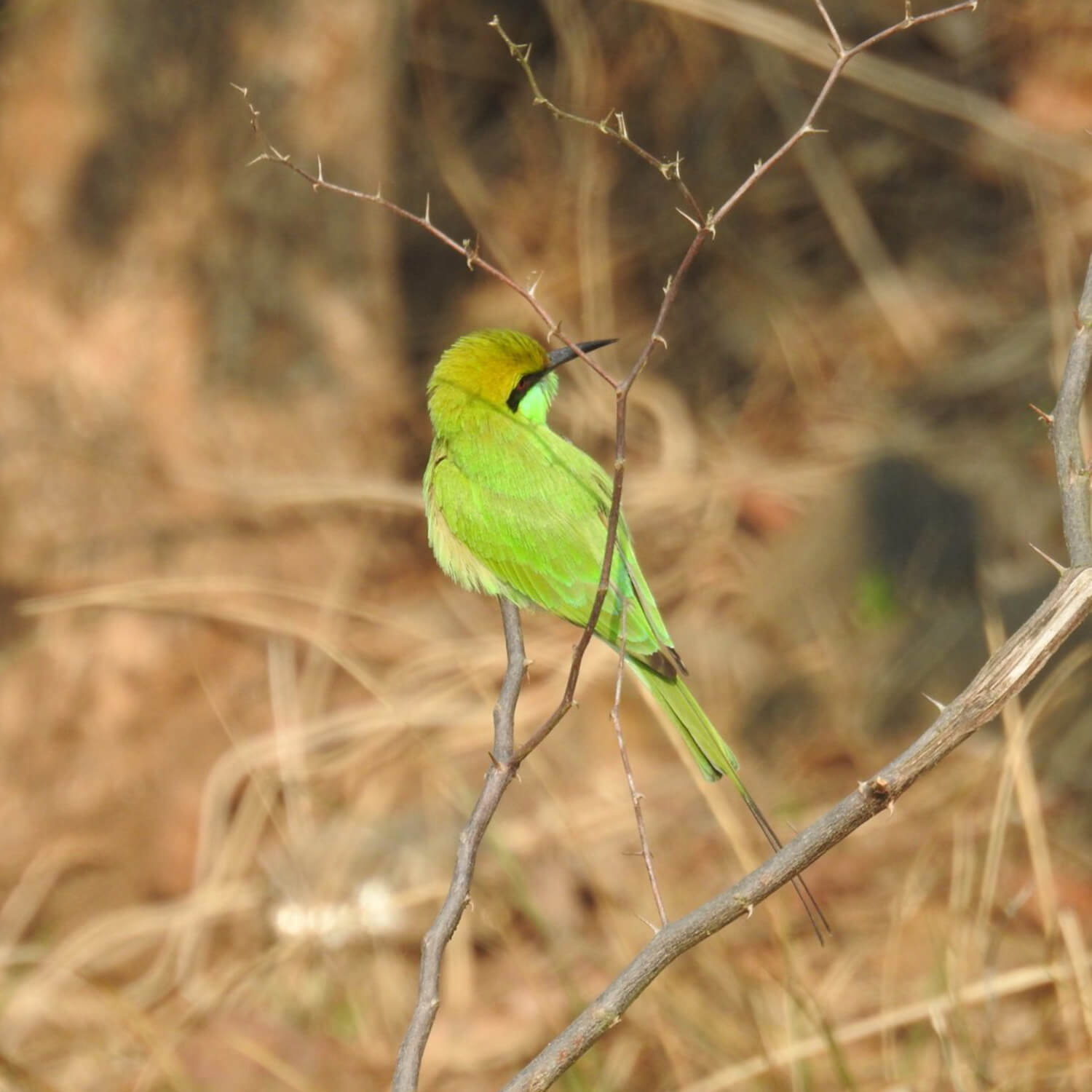 tadoba national park