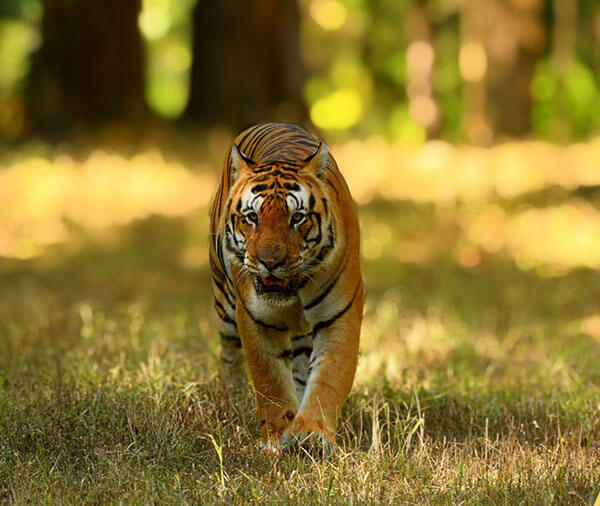 jungle safari in india