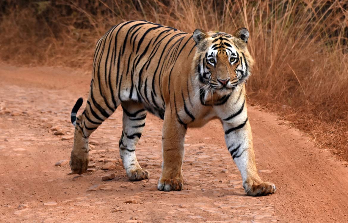 best tiger safari in india