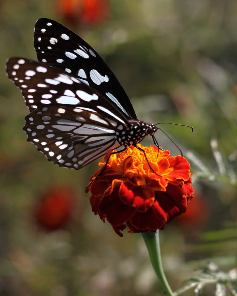 tiger safaris in madhya pradesh