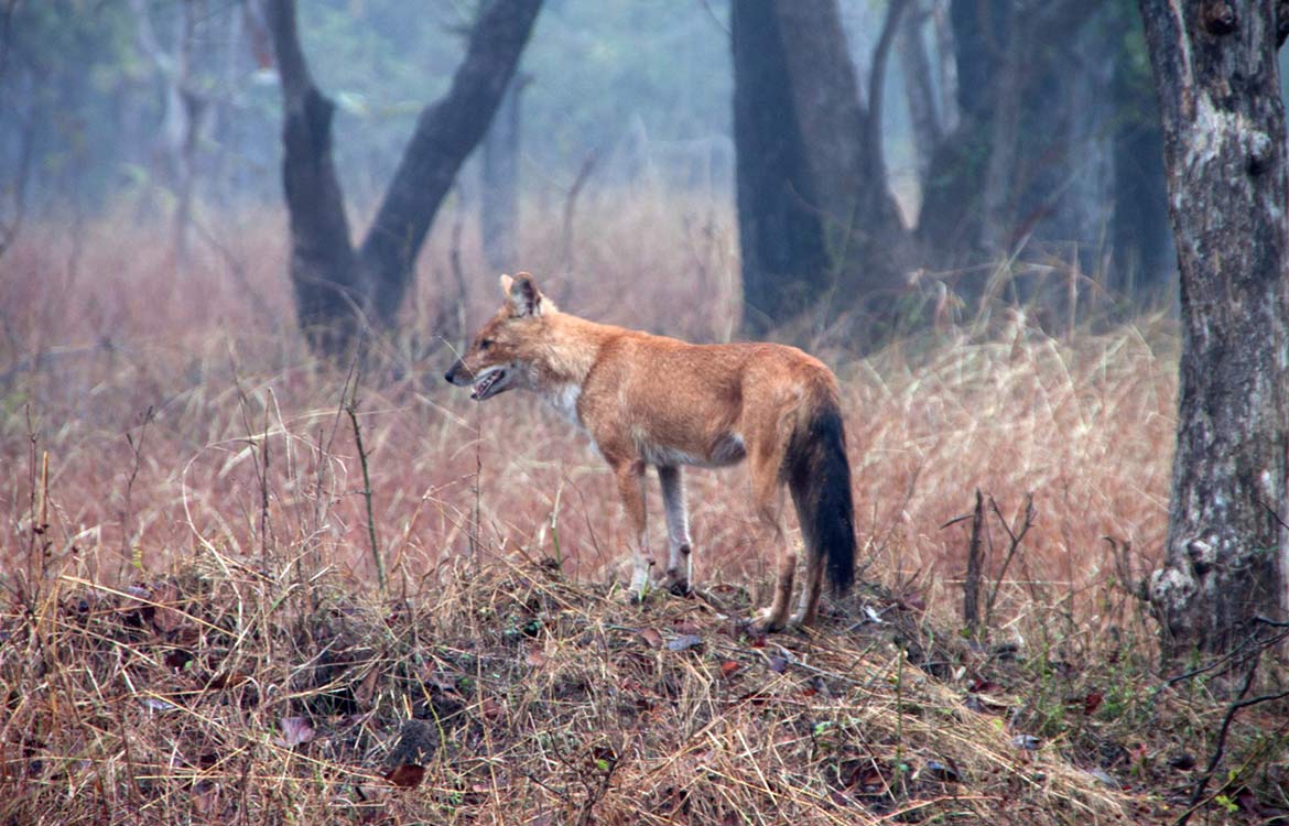 game drives in india