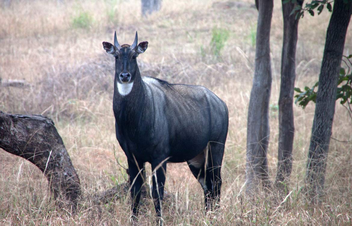 best safari in madhya pradesh