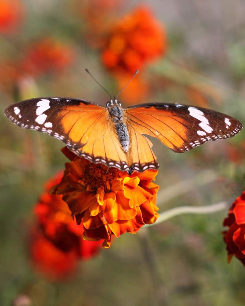 pench national park safari