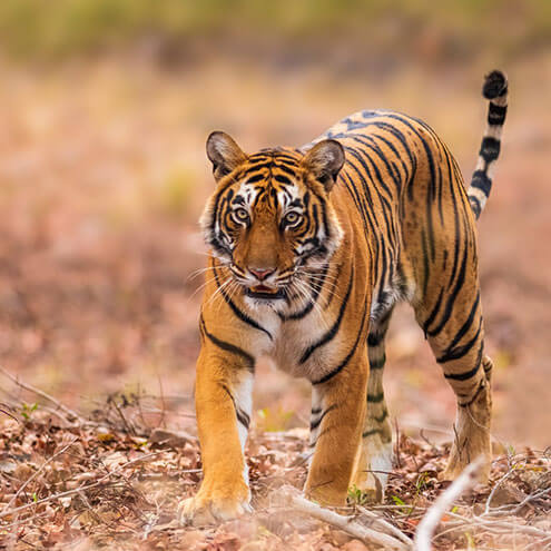 kanha national park safari