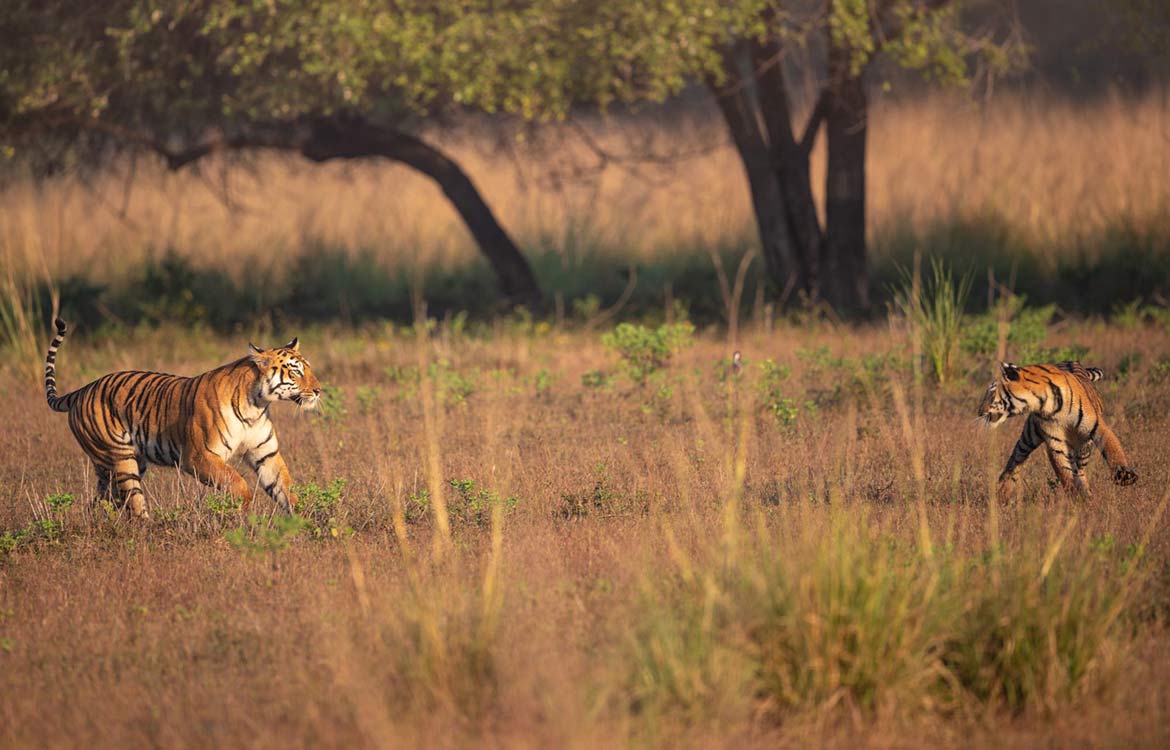 kanha national park