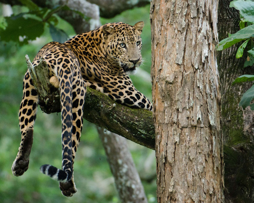 Pench Jungle Camp