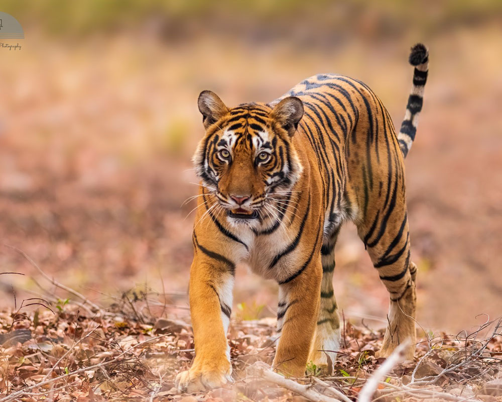 tadoba jungle camp