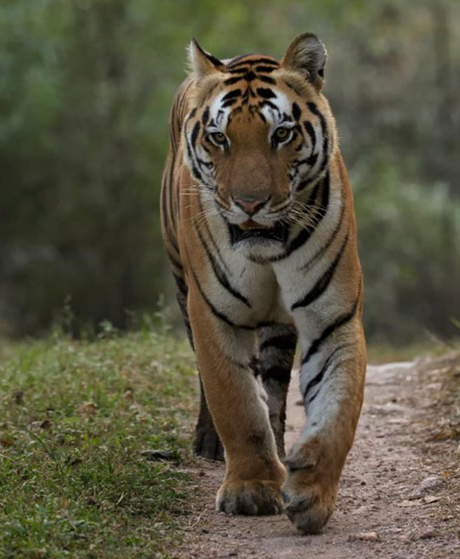 jungle safari in india