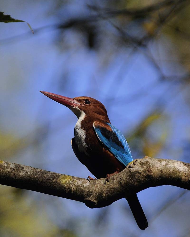 pench national park safari