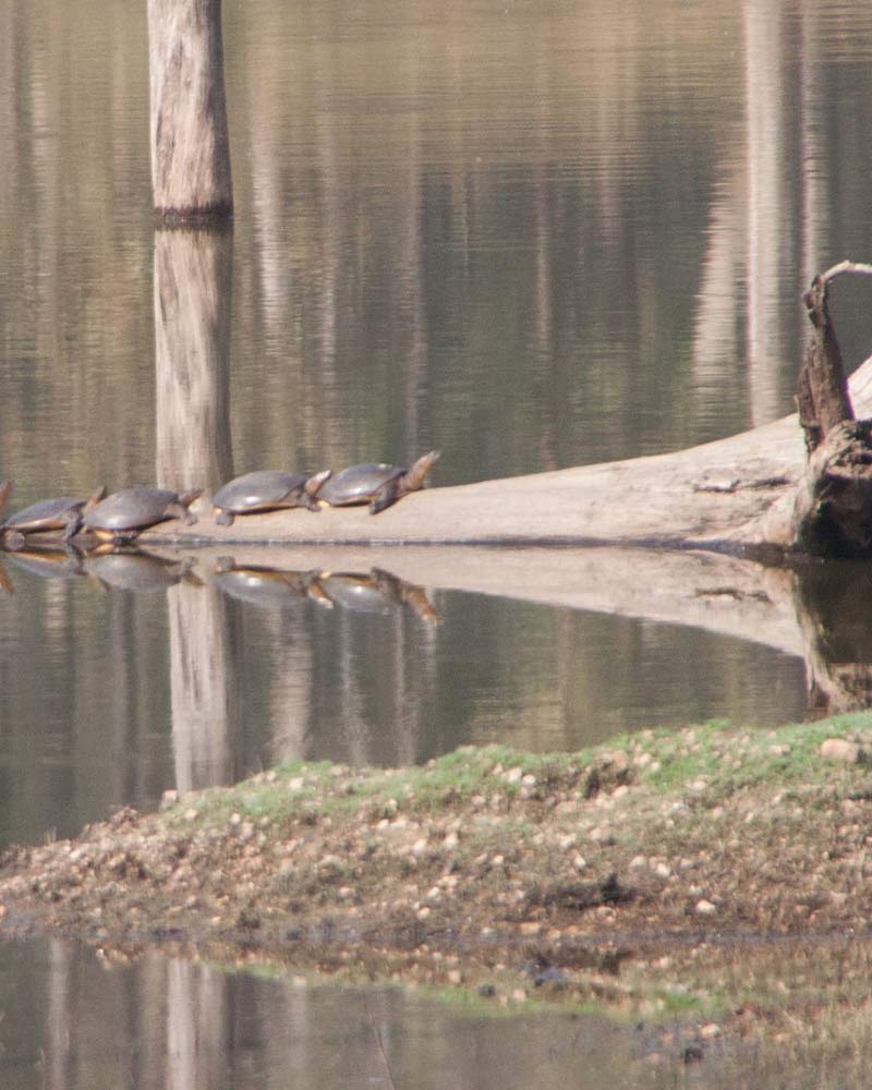 pench safari india