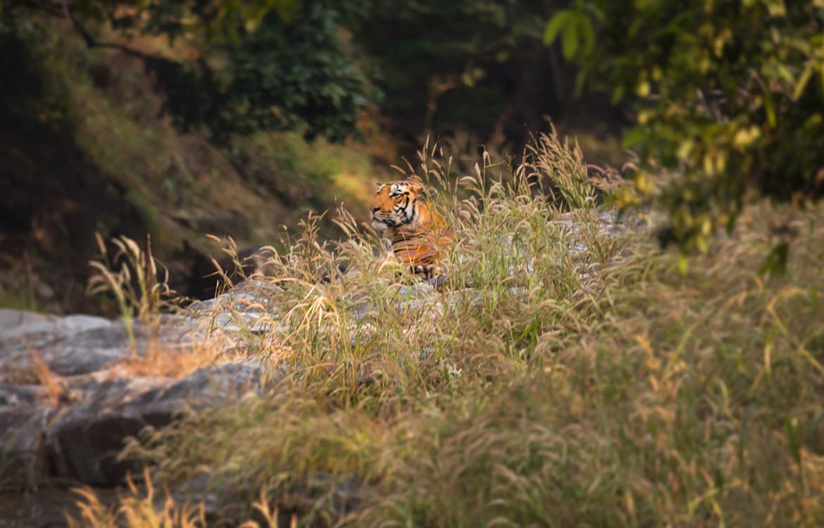 best tiger reserve in india