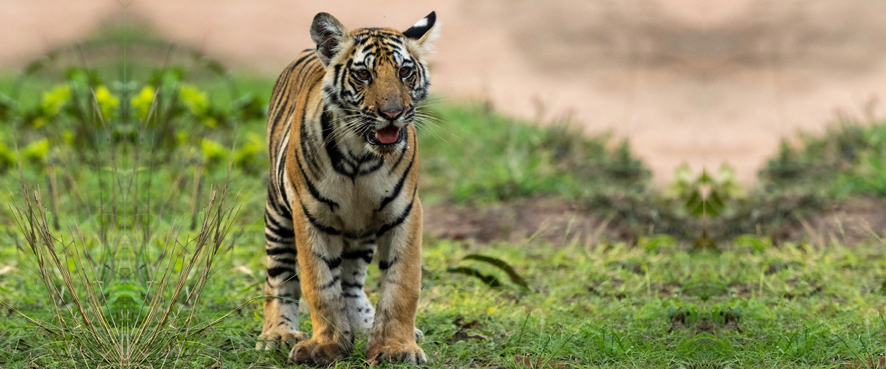 tiger reserve in madhya pradesh