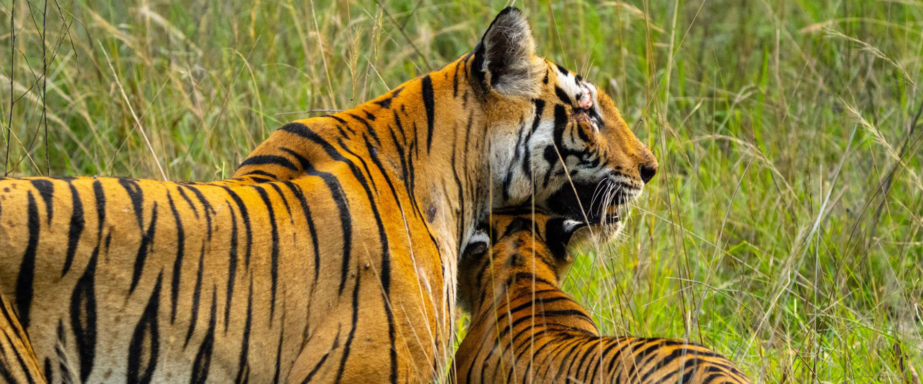 tadoba jungle tours