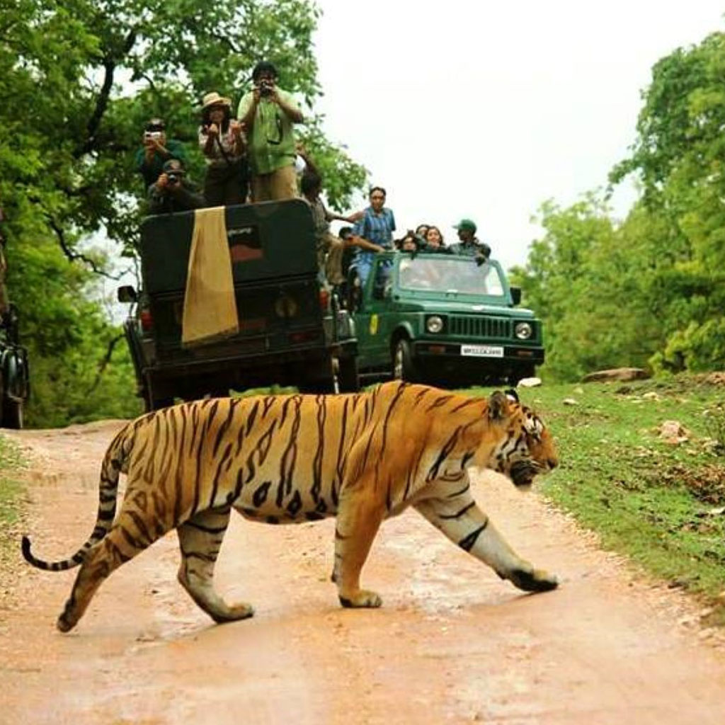 tiger safari tour