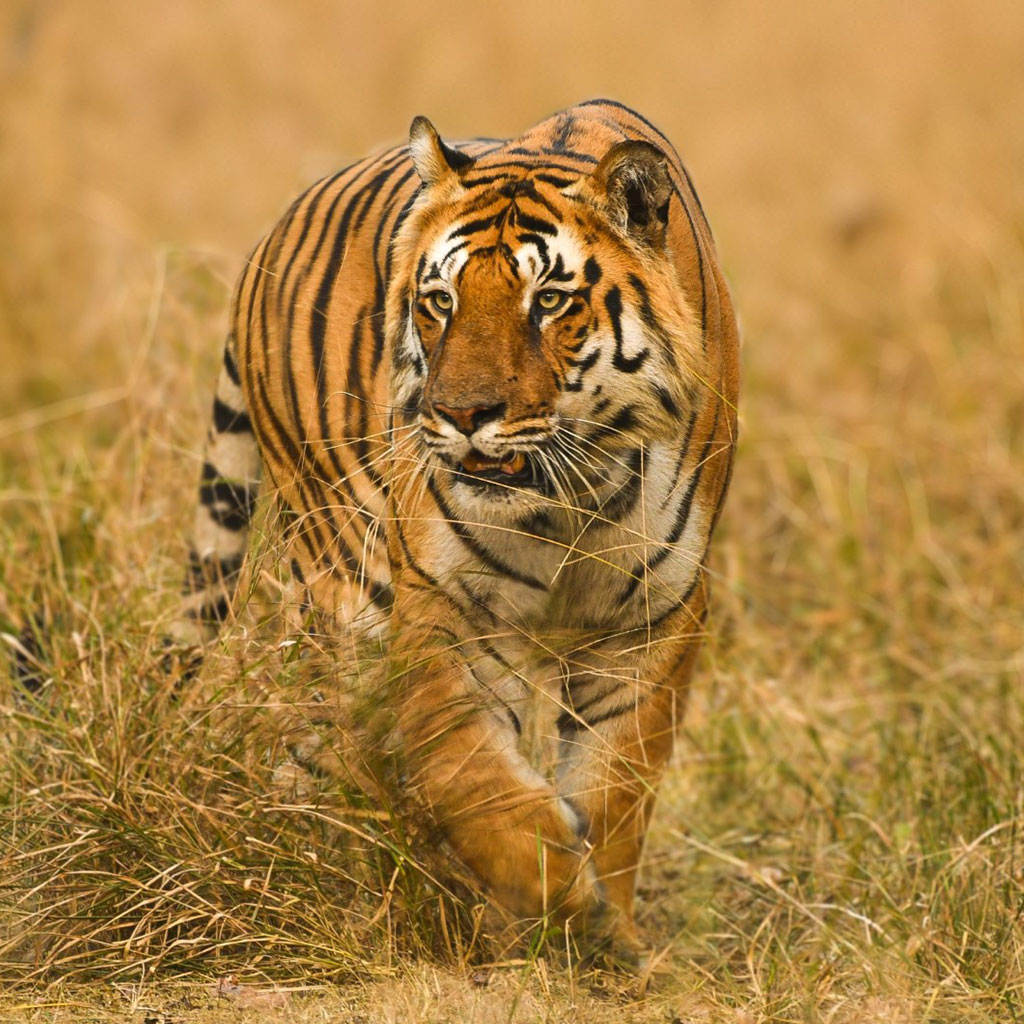 tadoba safari stay jungle lodge