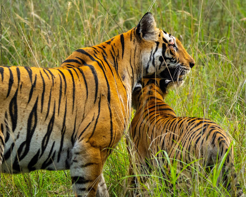 big cat safari india