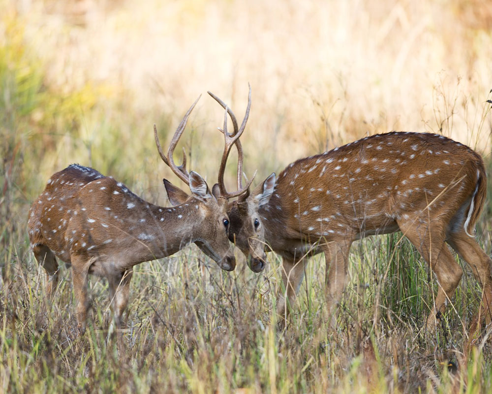 kanha tiger reserve tour