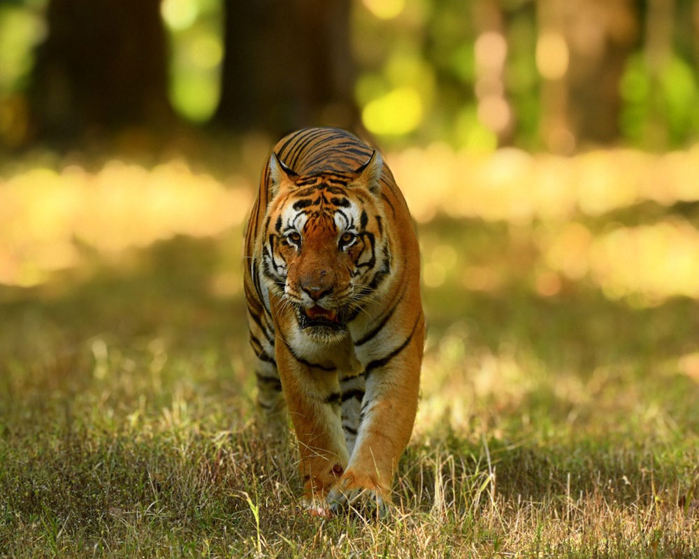 tiger reserve in madhya pradesh