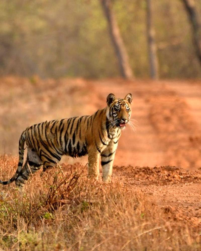 pench jungle camp