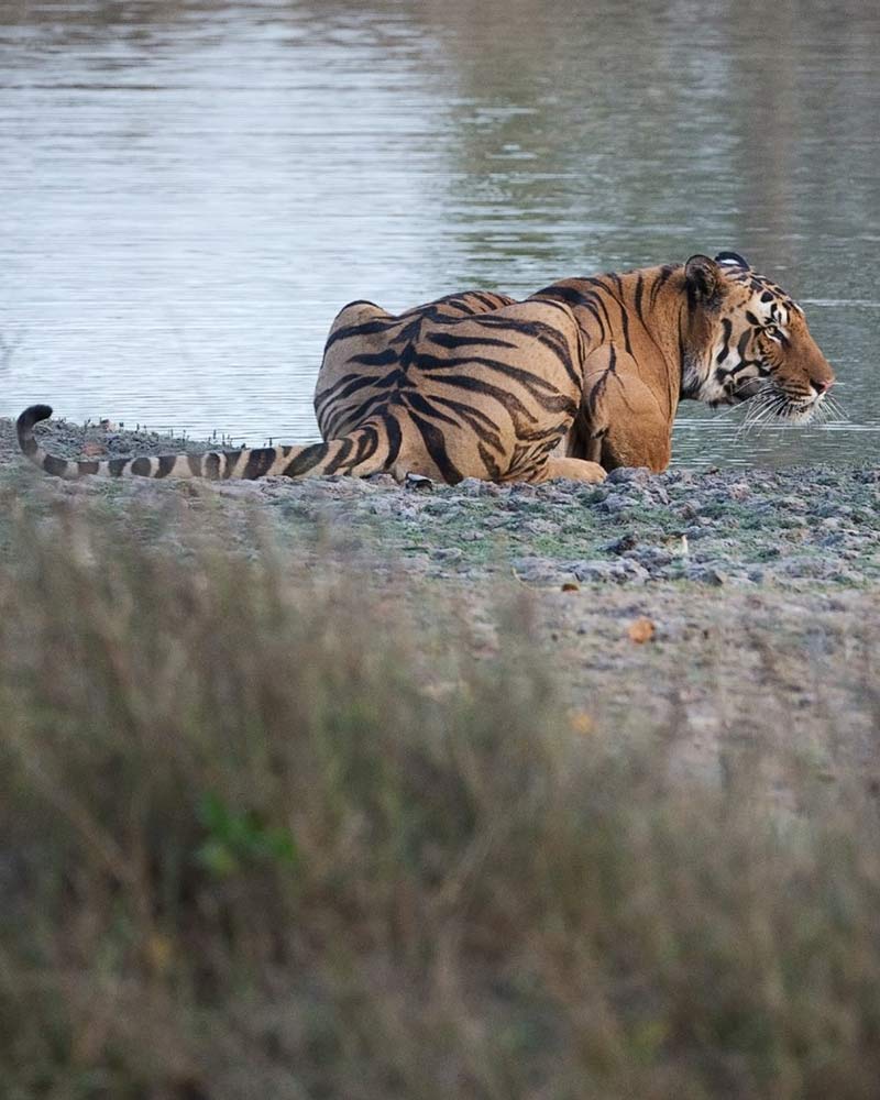 kanha wildlife sanctuary