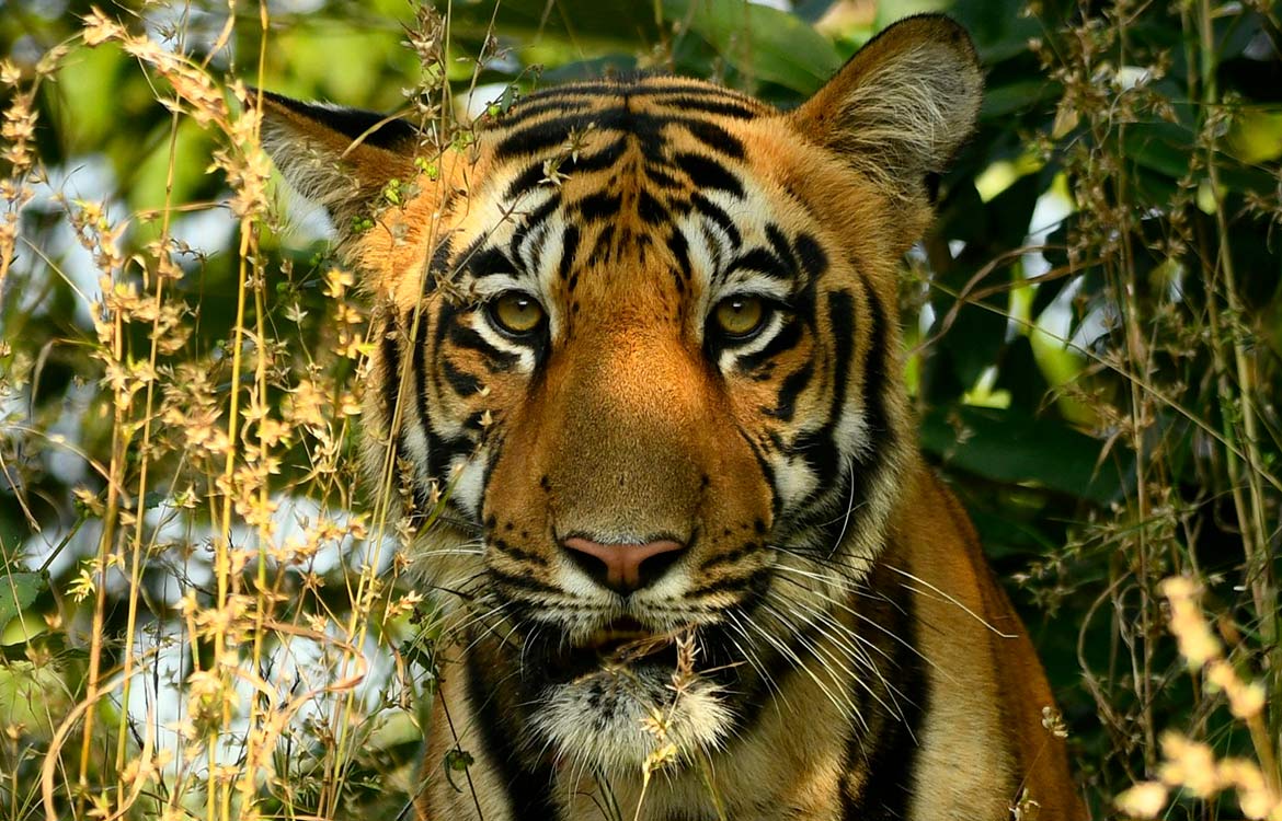 tiger reserve in madhya pradesh