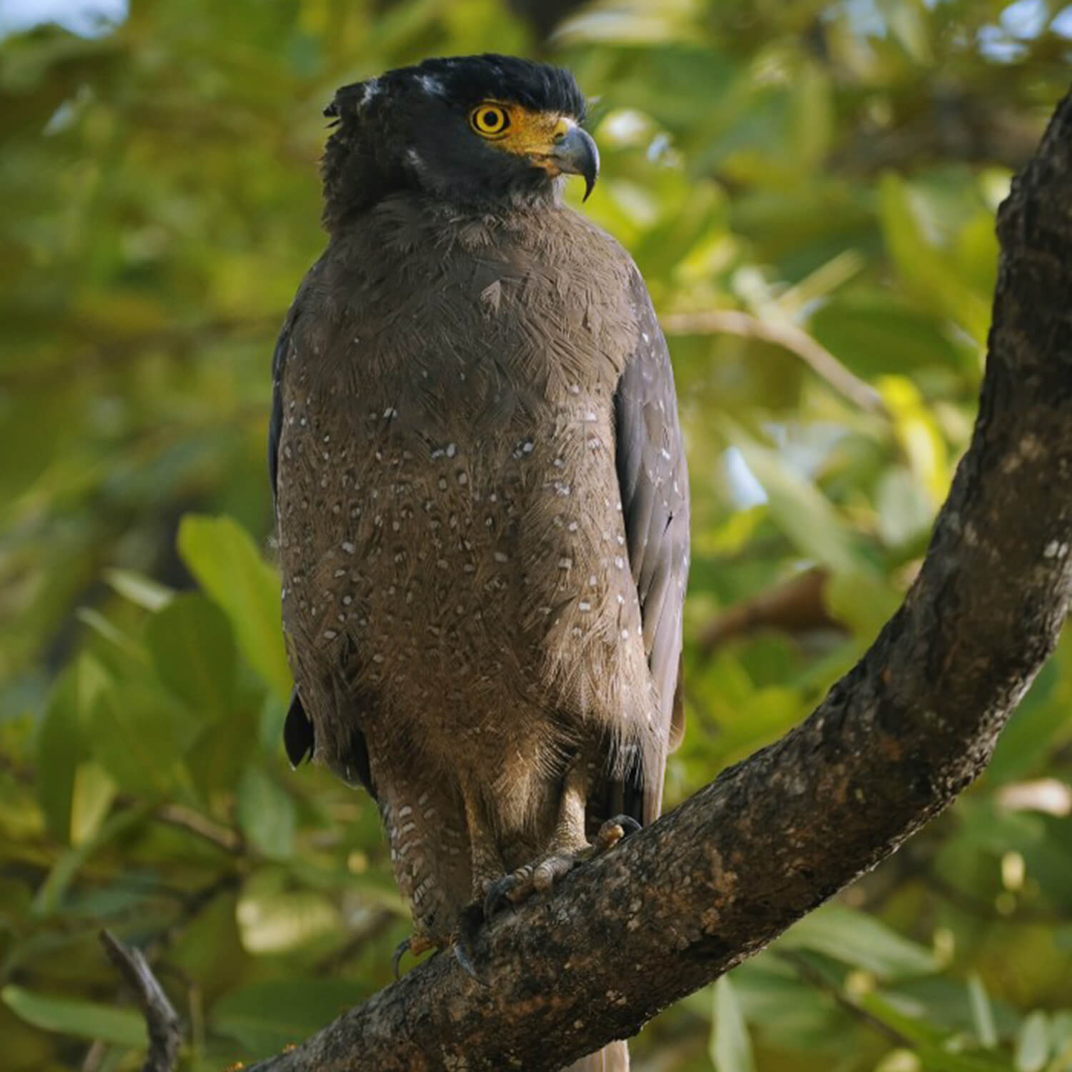 kanha forest tour