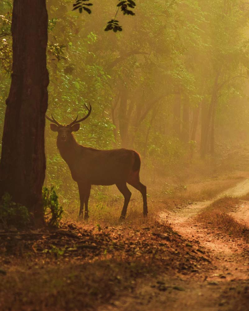 tadoba tiger reserve