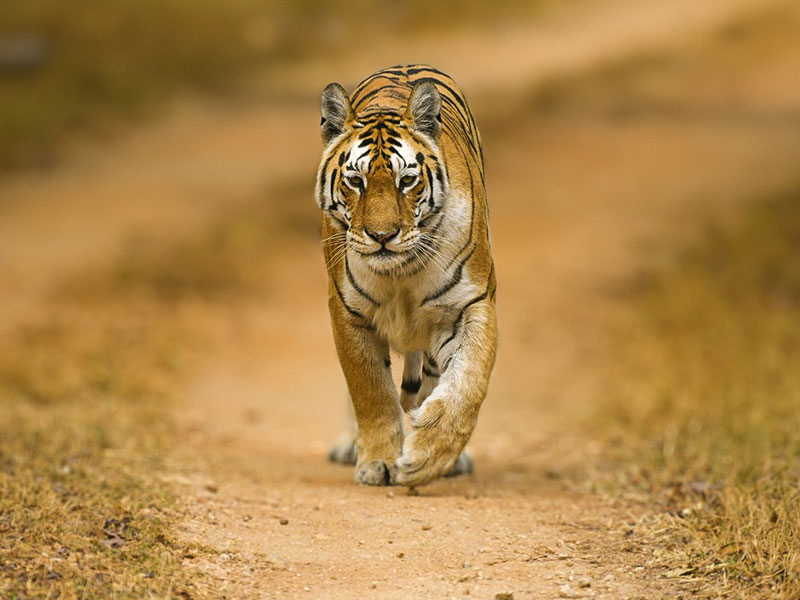 top 10 tiger safari in india