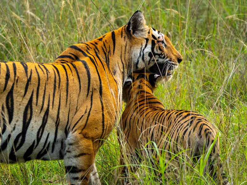 best tiger reserve in india