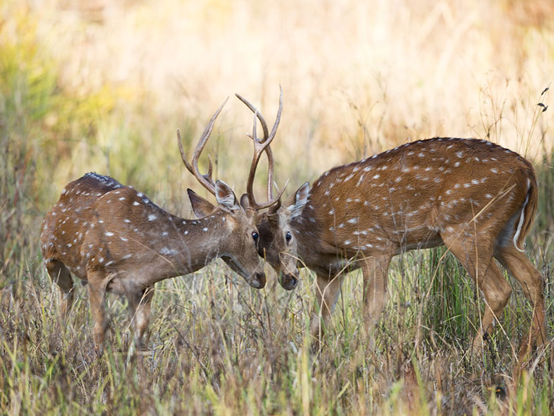 tadoba national park