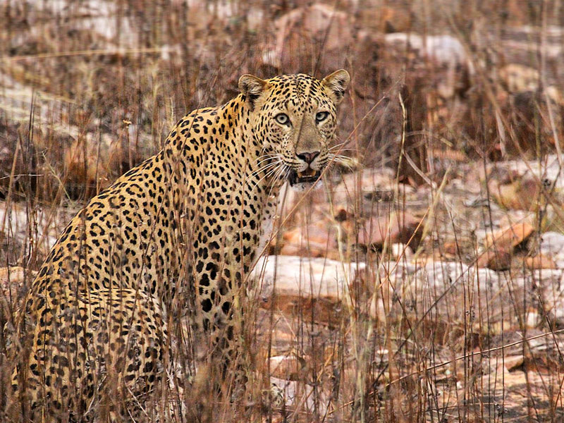 tadoba andhari tiger reserve