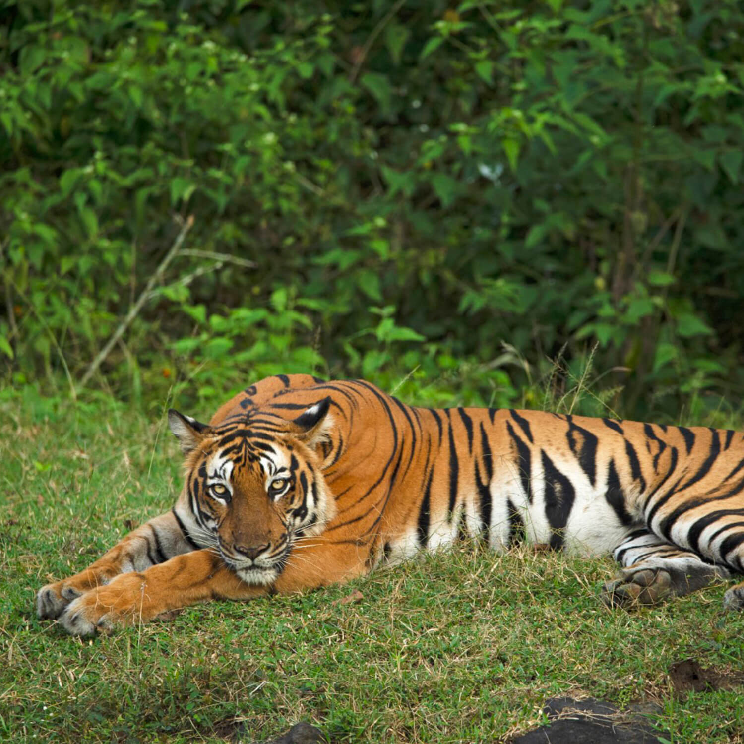 tadoba jungle camp