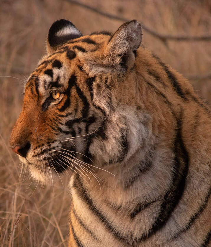 tadoba national park