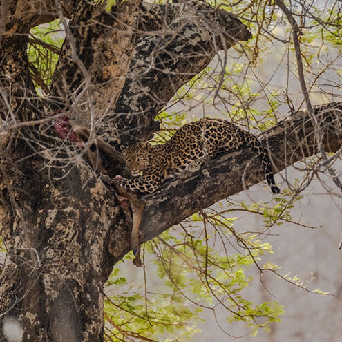 jungle camps india