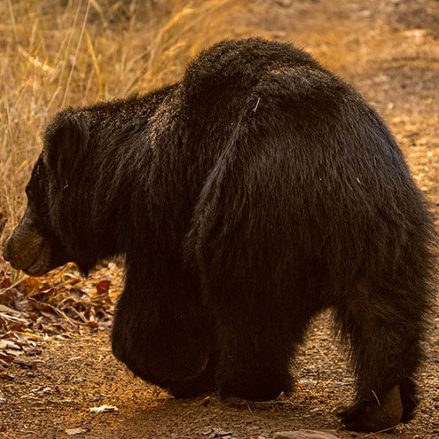 kanha jungle camp