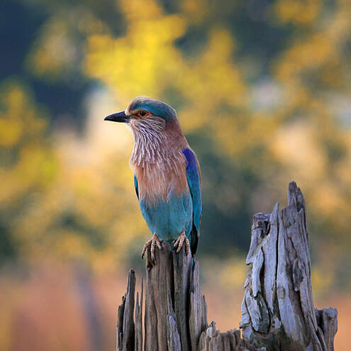 pench jungle camp